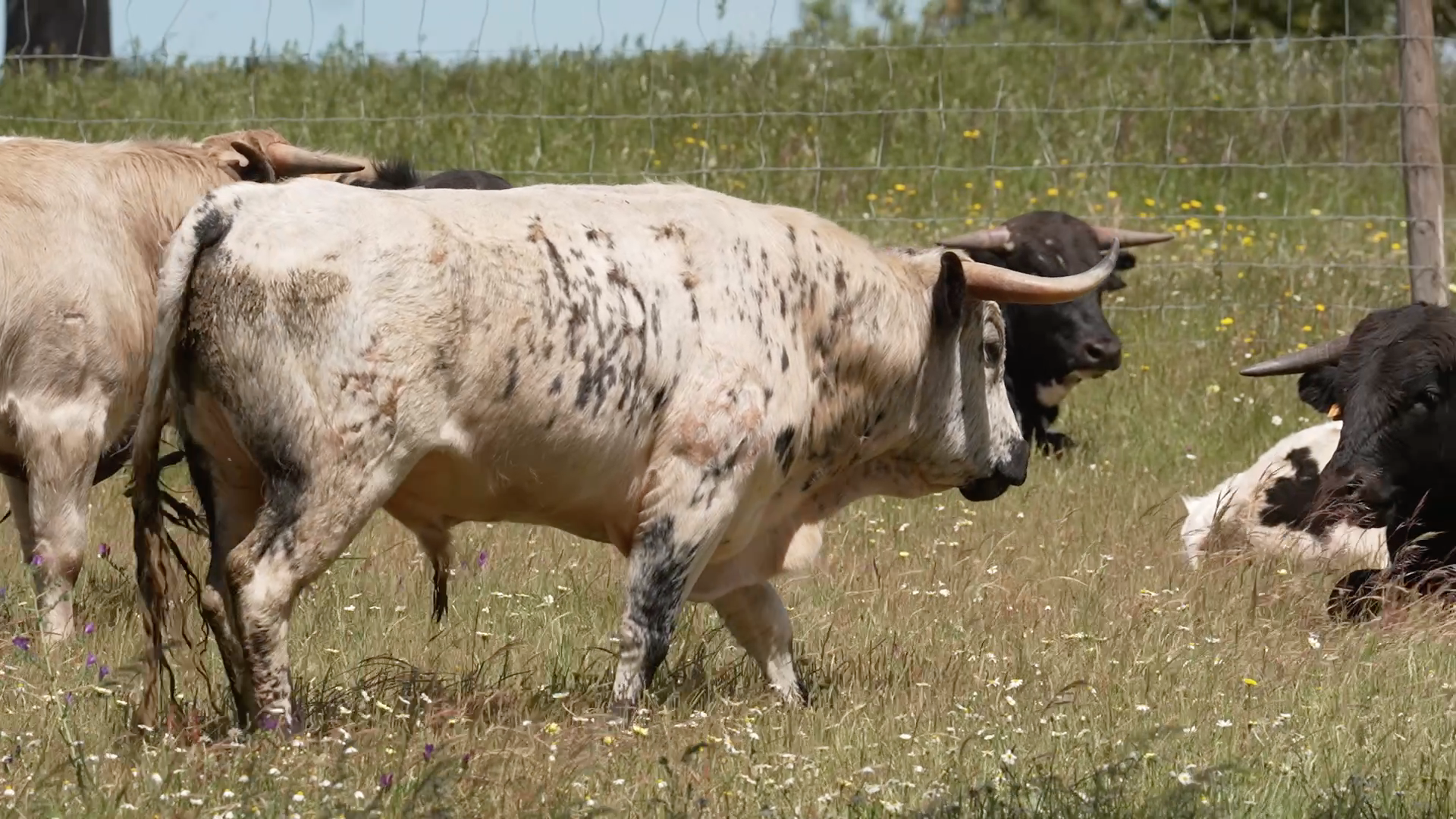 Torre de Onofre, Canal Extremadura, Tierra de Toros, Juan Bazaga