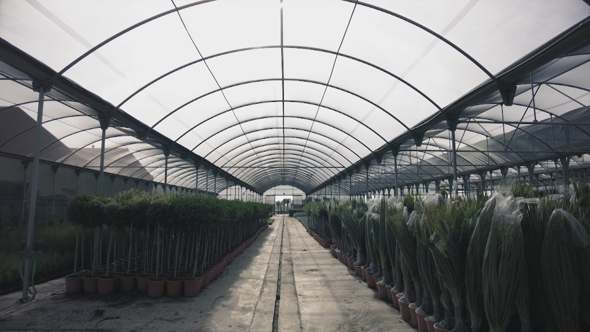 Interior de un vivero lleno de plantas