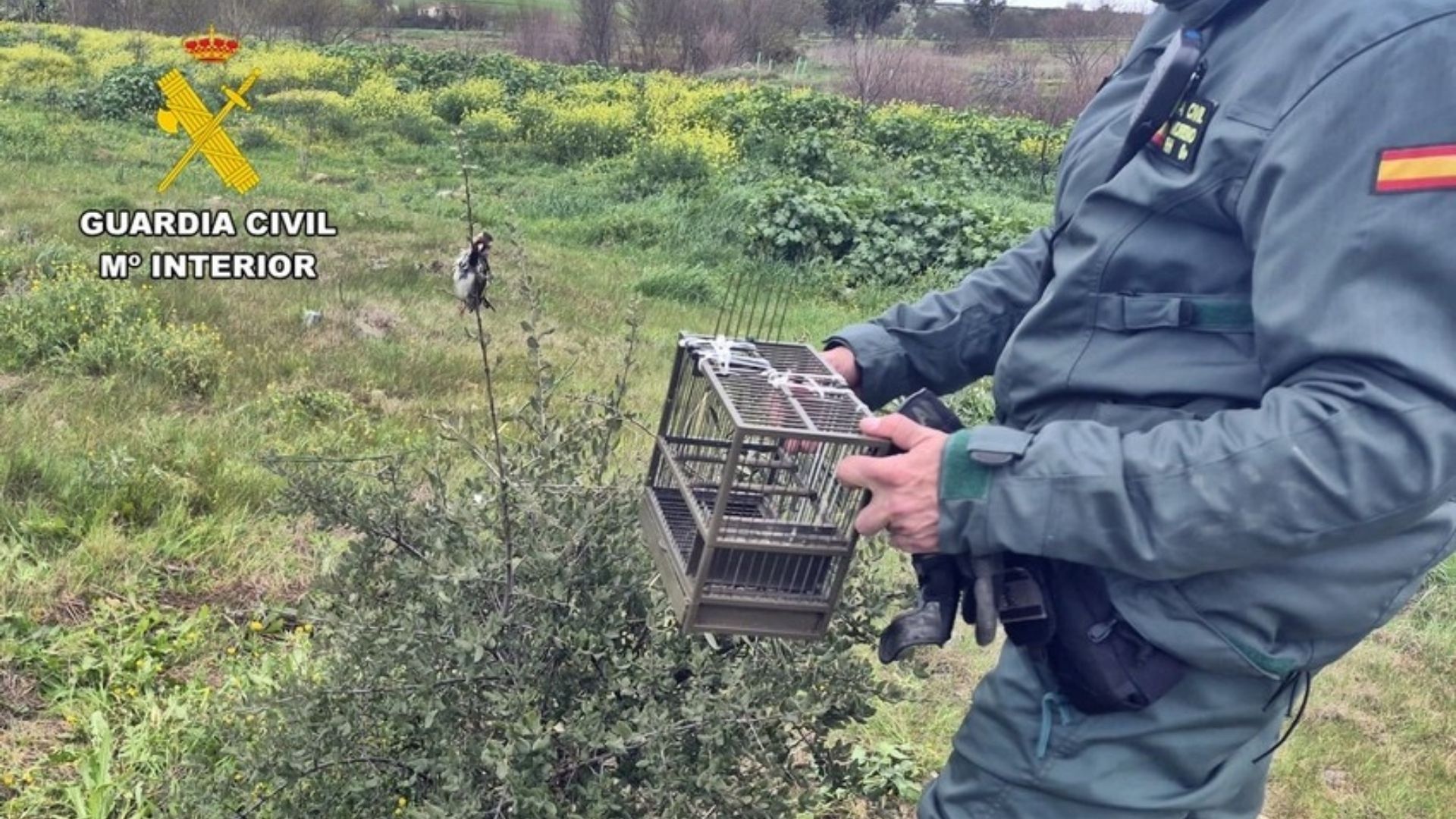 La Guardia Civil sorprende a un vecino de Mérida cazando jilgueros con pegamento 