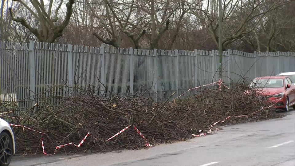 Árboles caídos tras las últimas borrascas que han pasado por Extremadura en enero y febrero de 2026