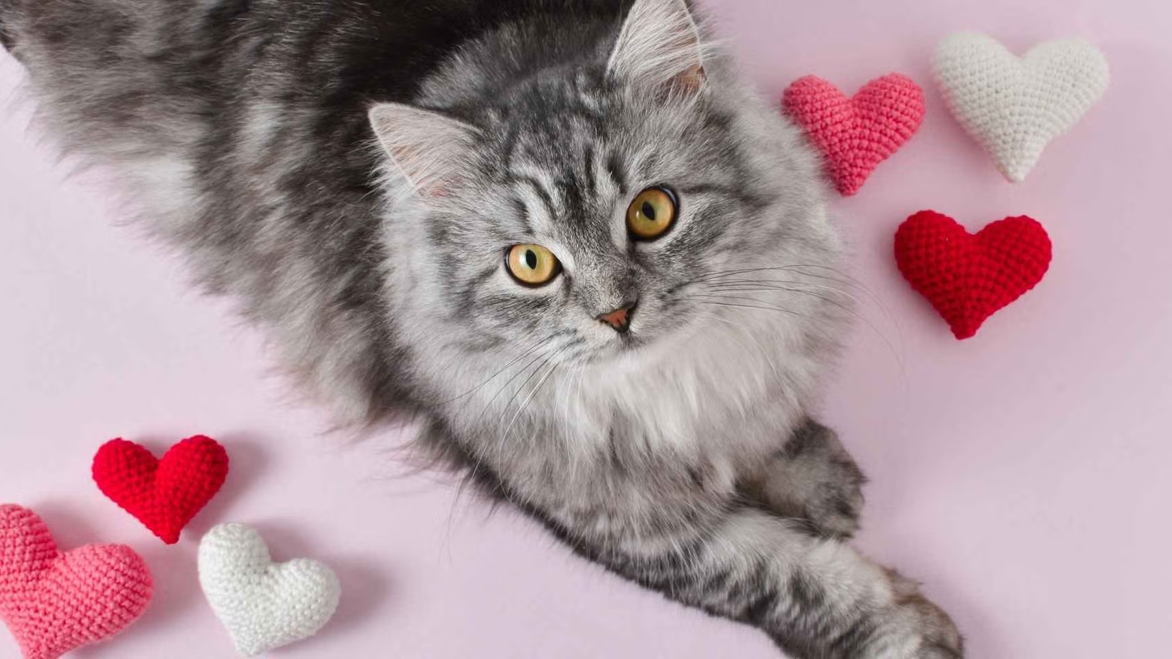 Gato y corazon 