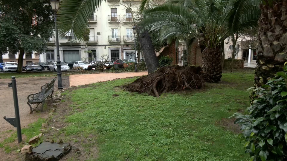 Árbol levantado en Badajoz tras las recientes borrascas