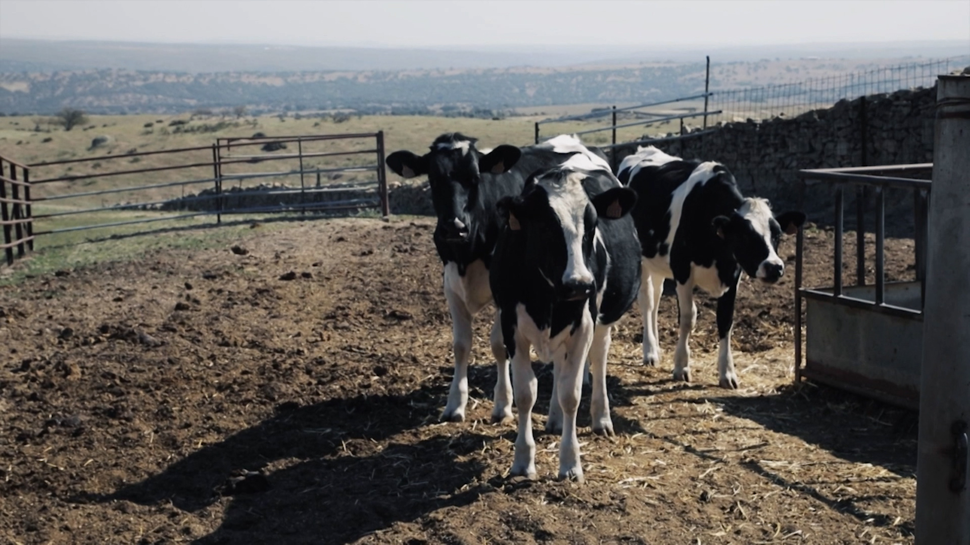 Vacas de leche en una explotación