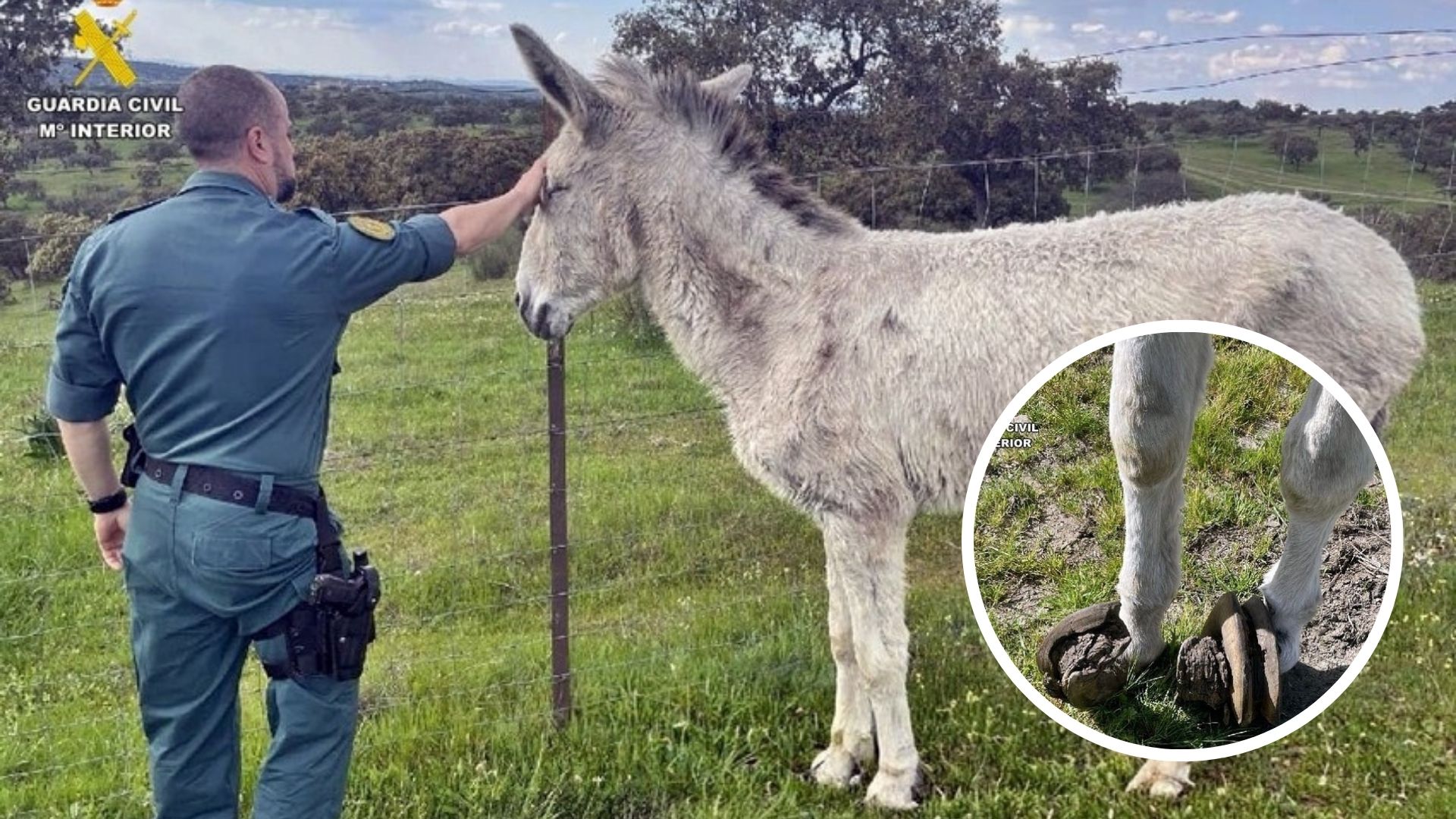 La Guardia Civil investiga a un vecino de Fuente de Cantos por abandono de cuidados esenciales de un asno