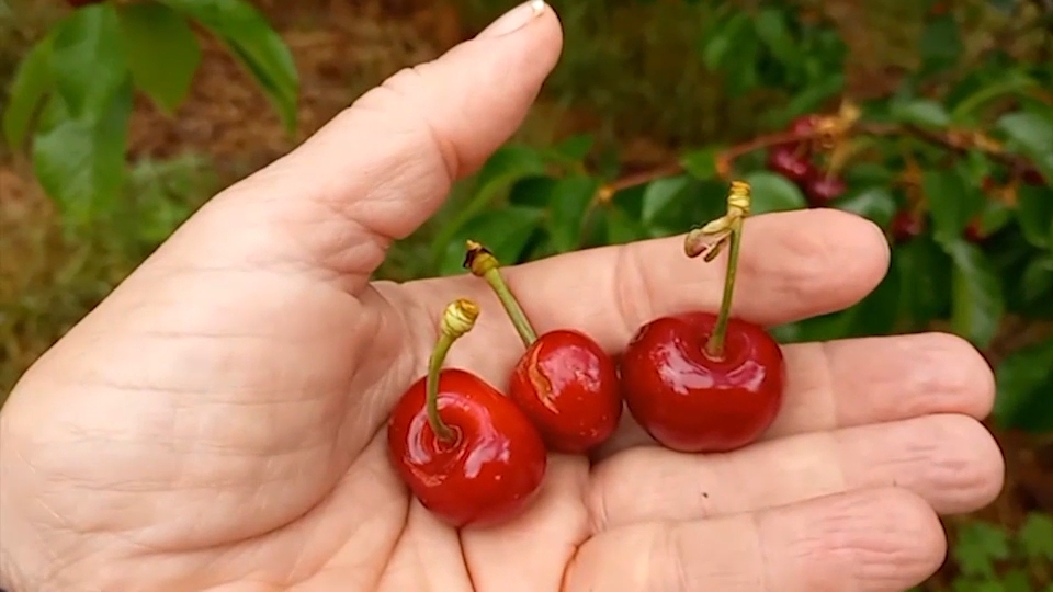 Cerezas del Valle del Jerte