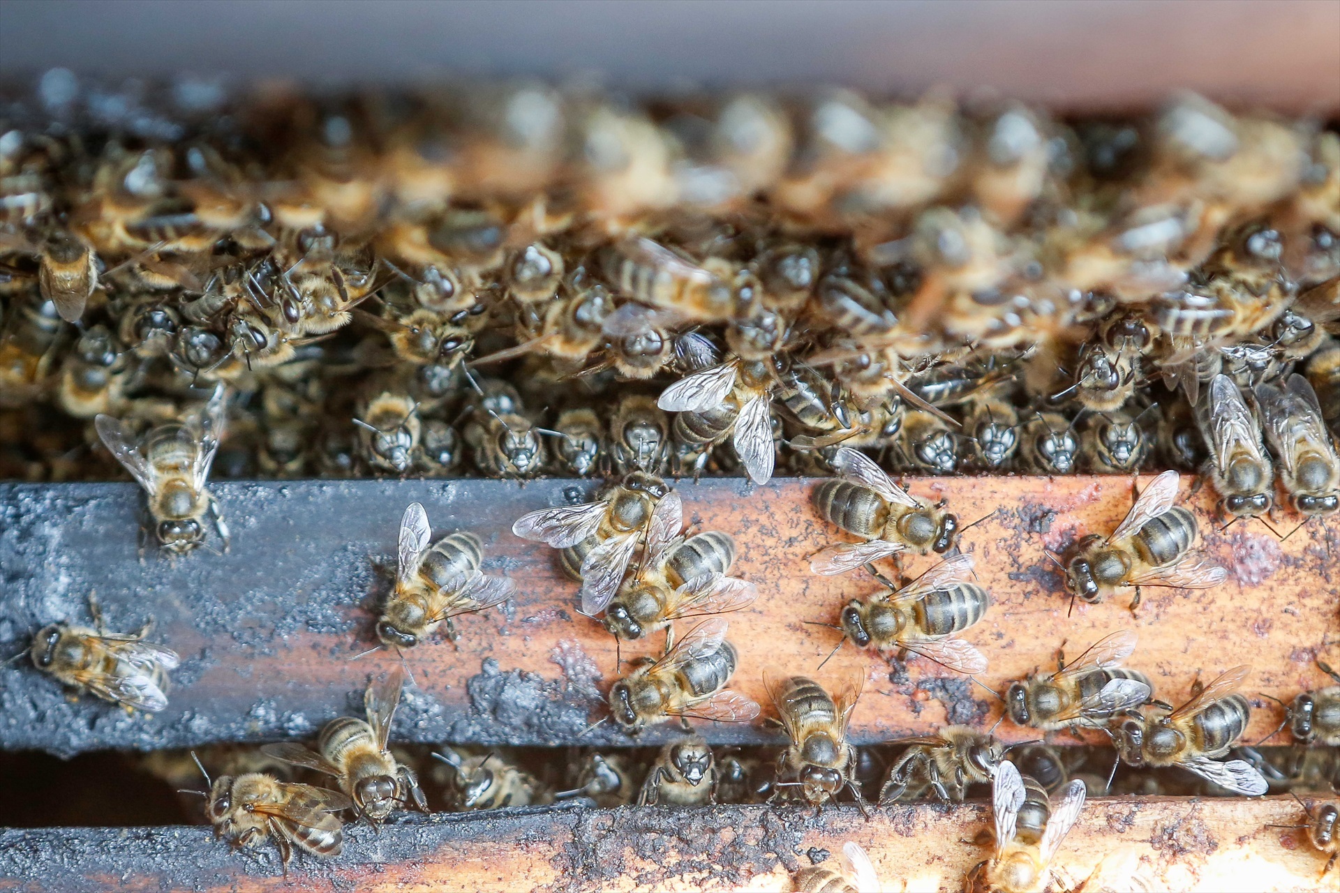 La apicultura extremeña da por perdida la campaña tras una primavera excepcionalmente corta