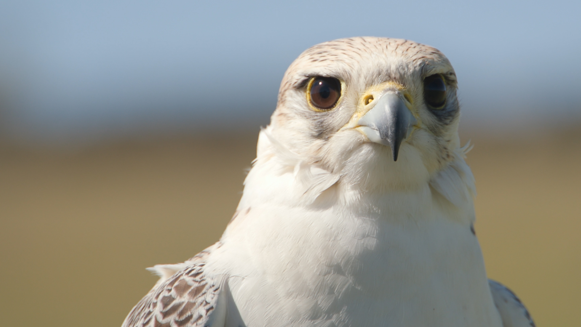 FALCON