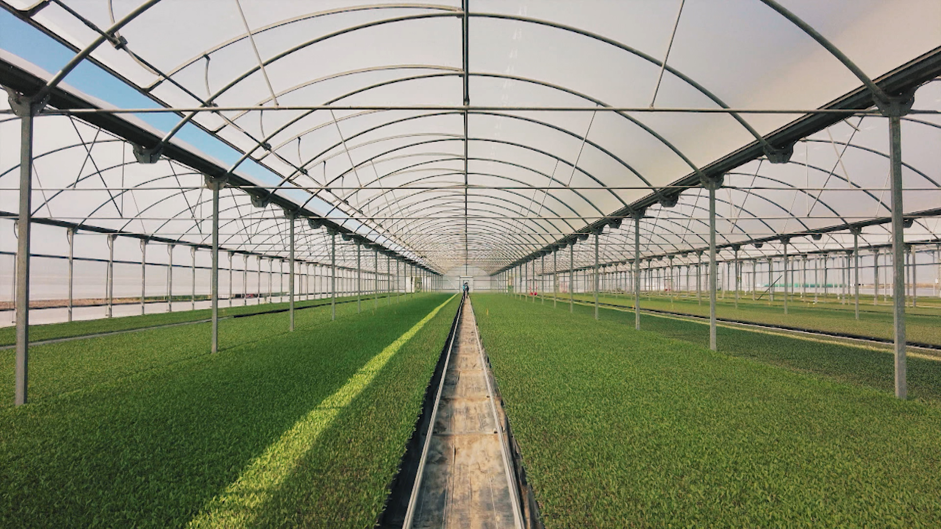 Plantones de tomate de industria en un invernadero