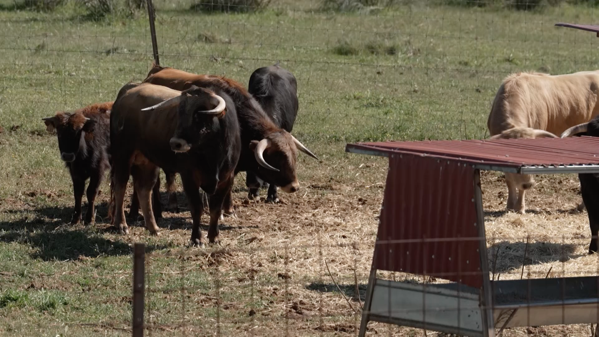 Ganadería La Solana, Tierra de Toros, Canal Extremadura, Juan Bazaga