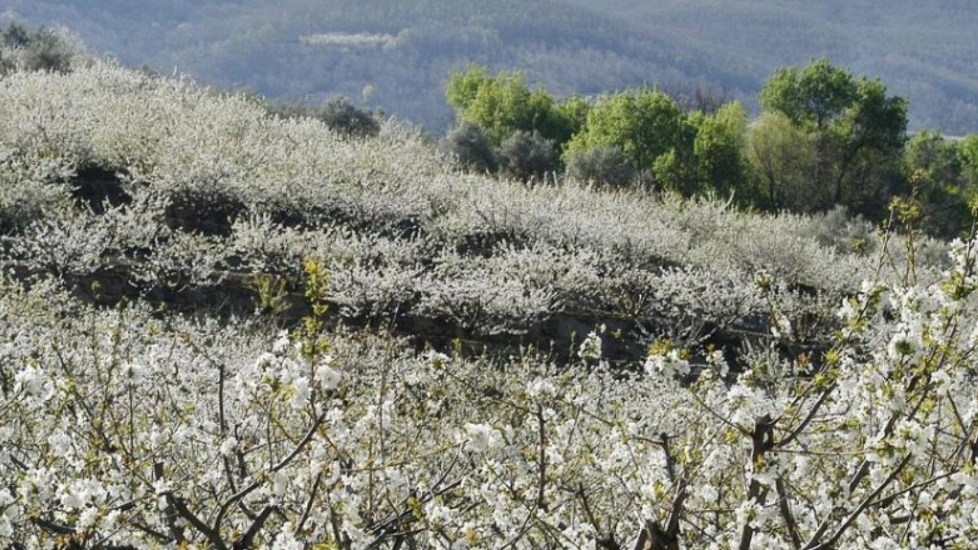 Cerezos en flor en el Valle del Jerte