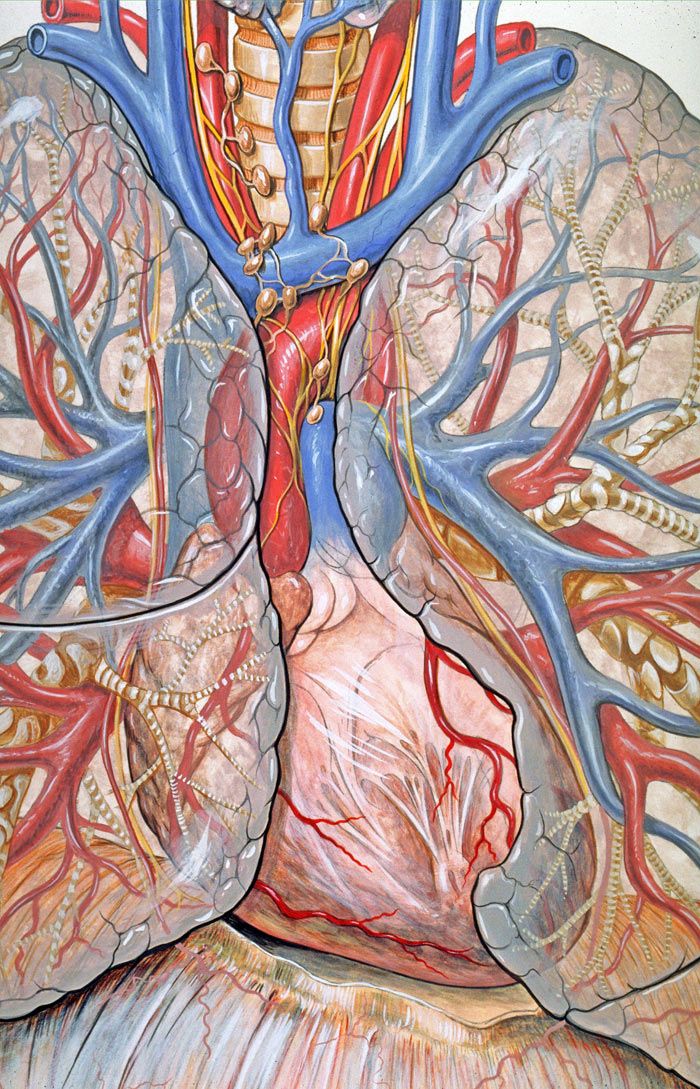 Interior de un cuerpo humano