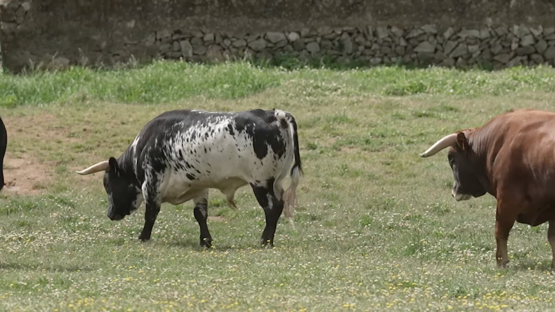 La Cercada, Sevilla, debut, Tierra de Toros, Canal Extremadura, Juan Bazaga