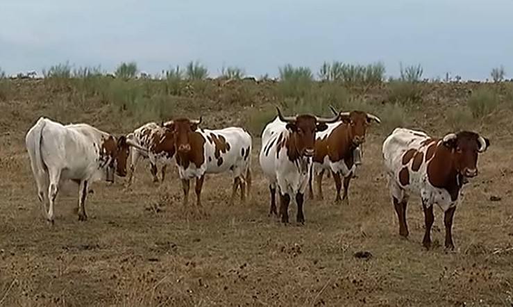 vacas en la dehesa