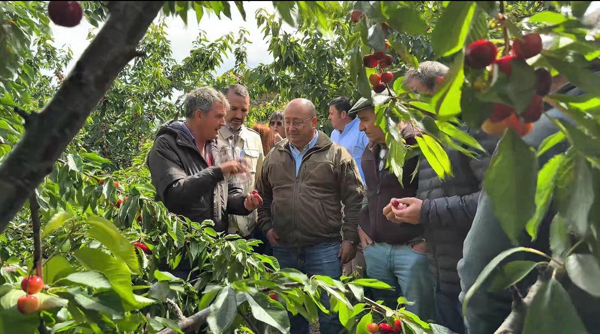 DAÑOS CEREZA