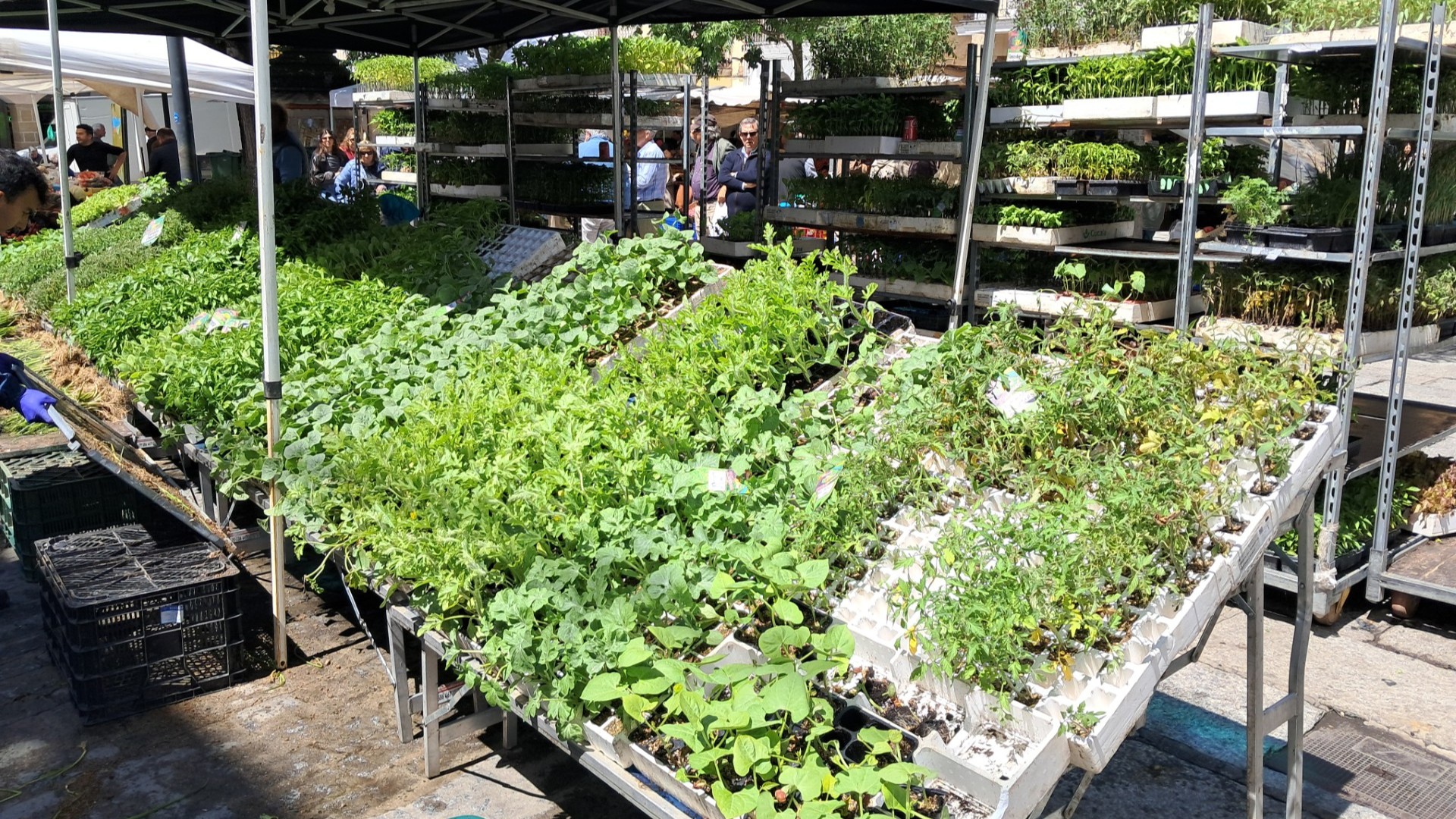 mercado Plasencia