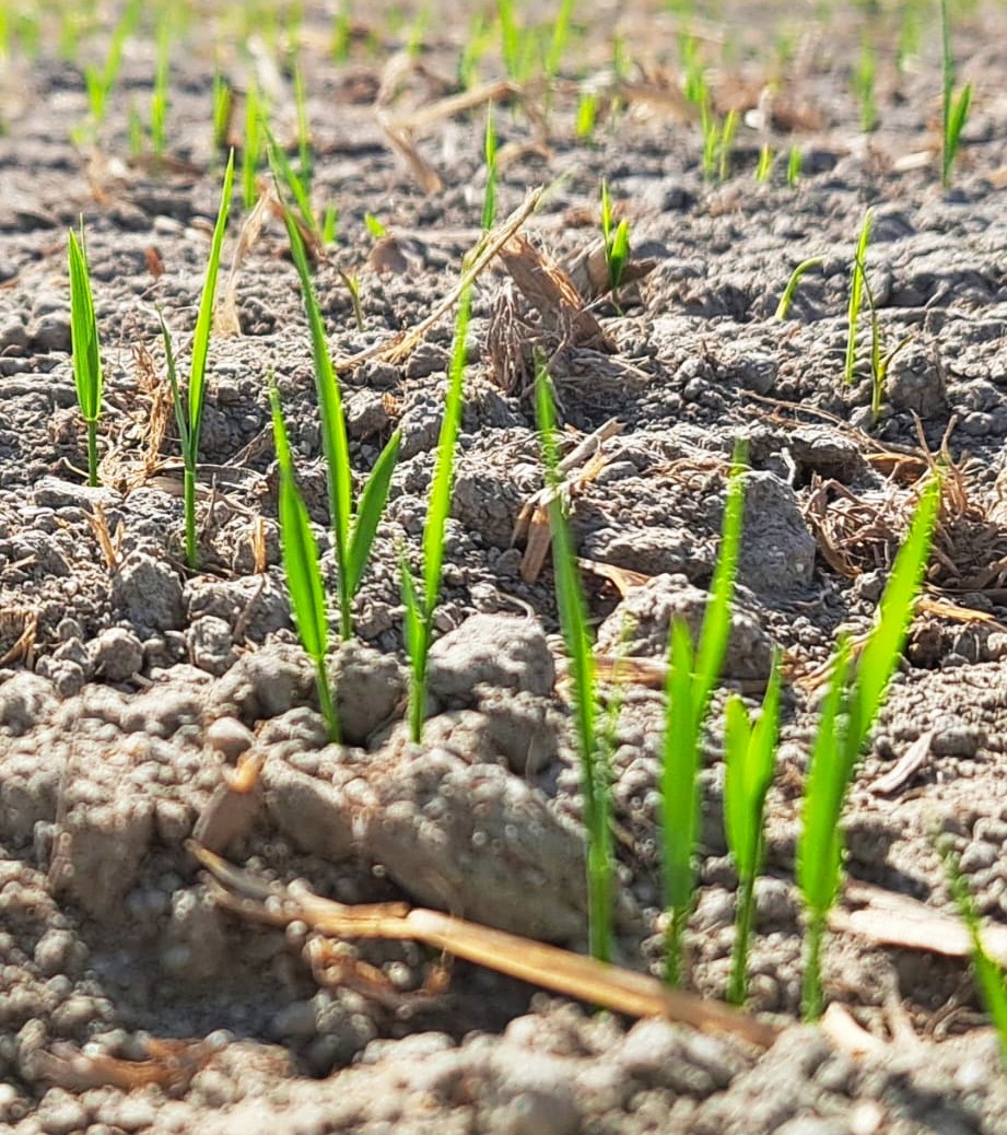 Brotes de arroz