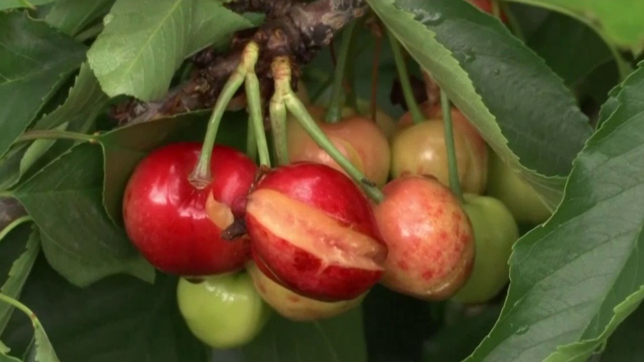 CEREZAS