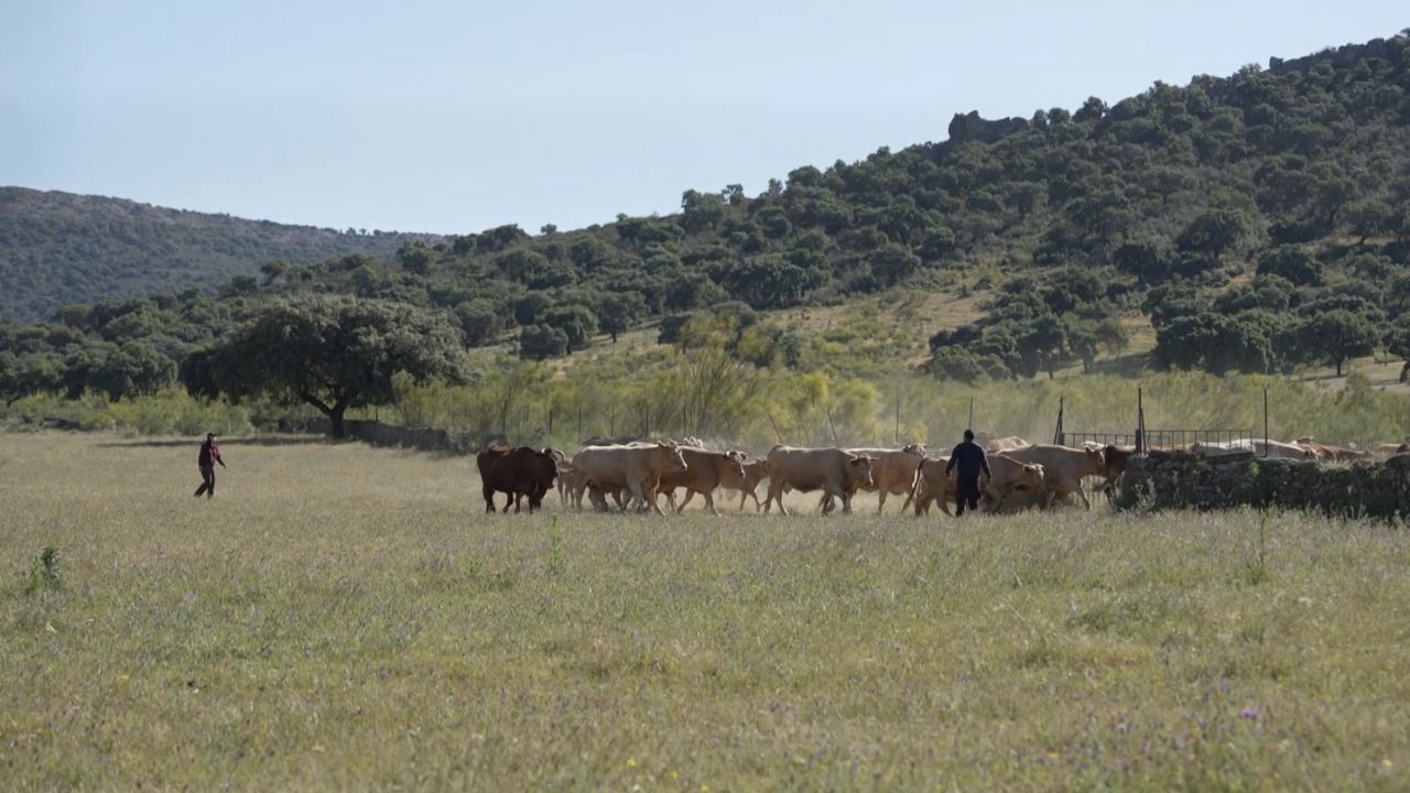 María y Javi con las vacas