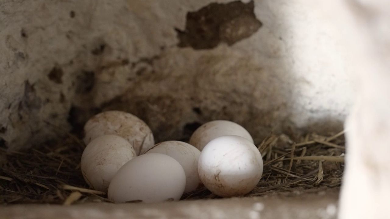 Huevos en el gallinero