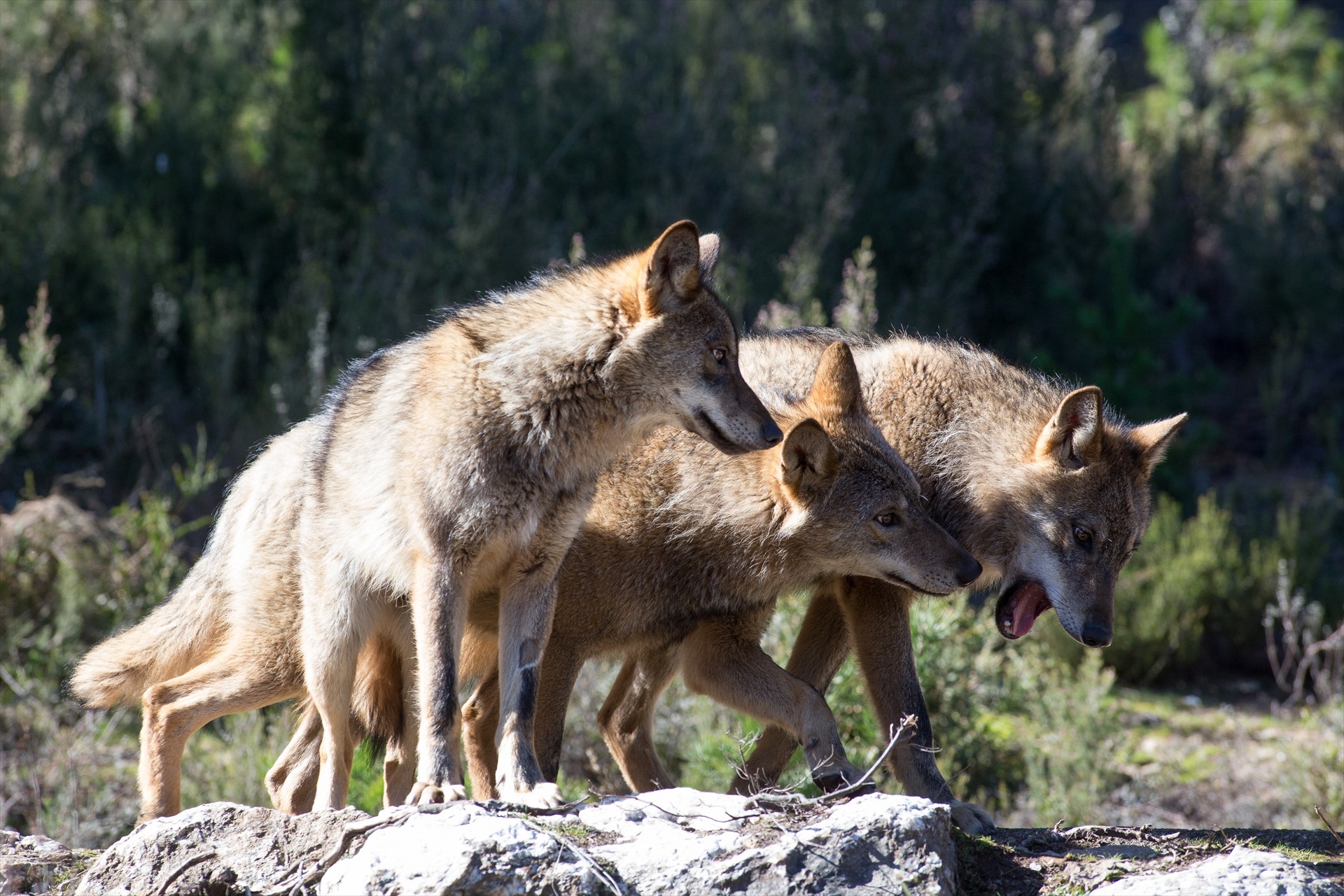 LOBOS