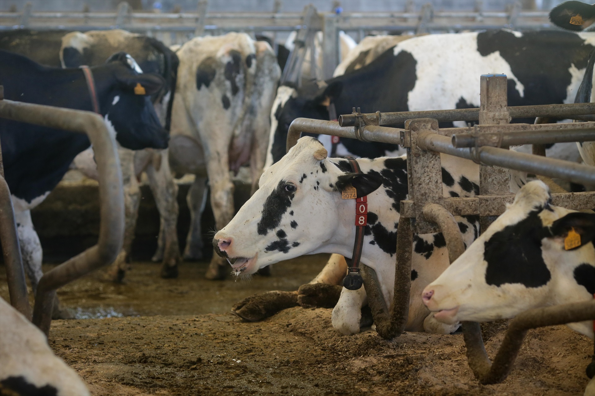 VACAS
