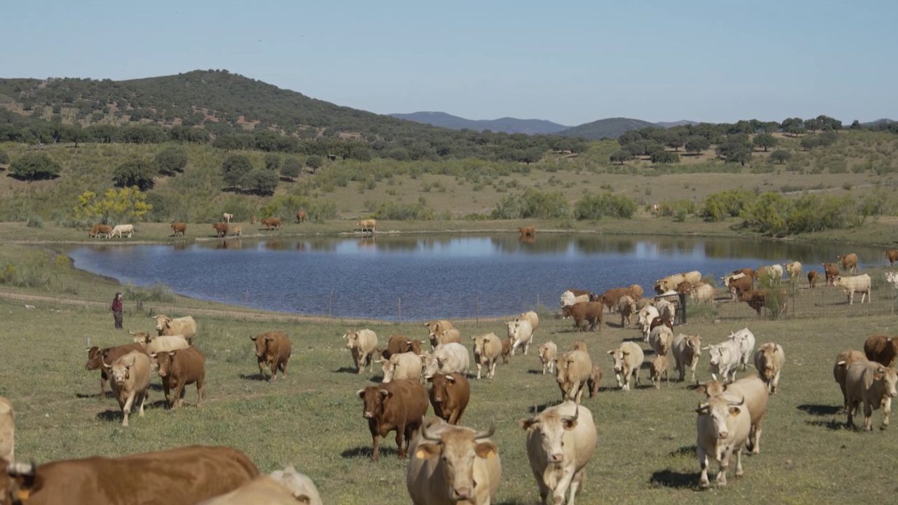 Fuga de vacas