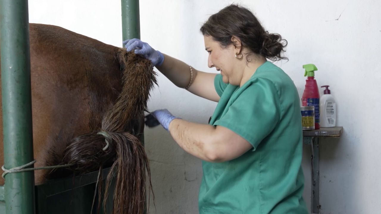 María Mora curando a una yegua