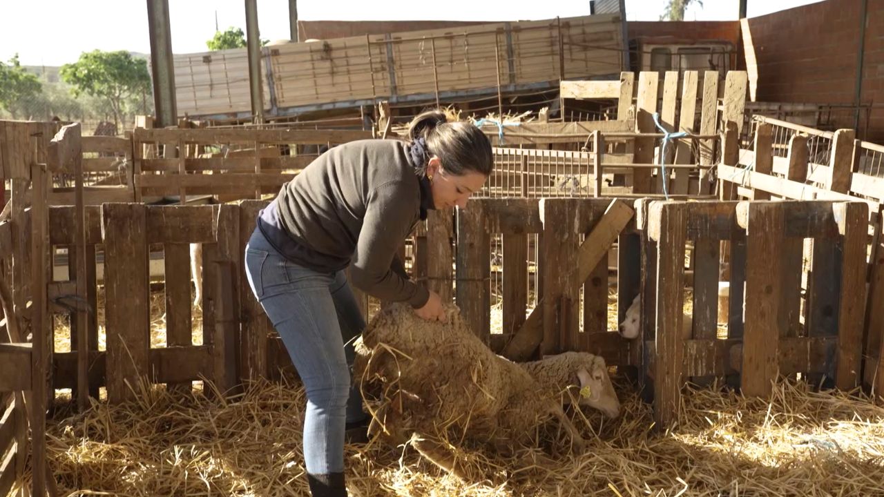 Chabeli con una oveja