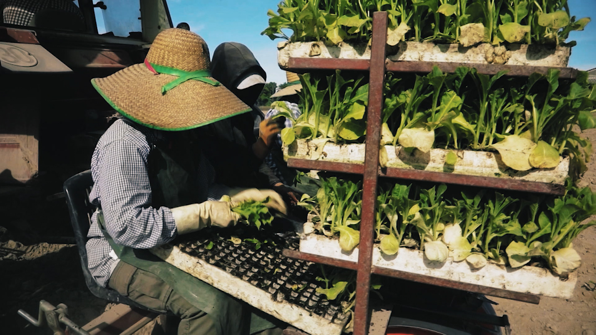 Trabajadoras agrícolas en una máquina 