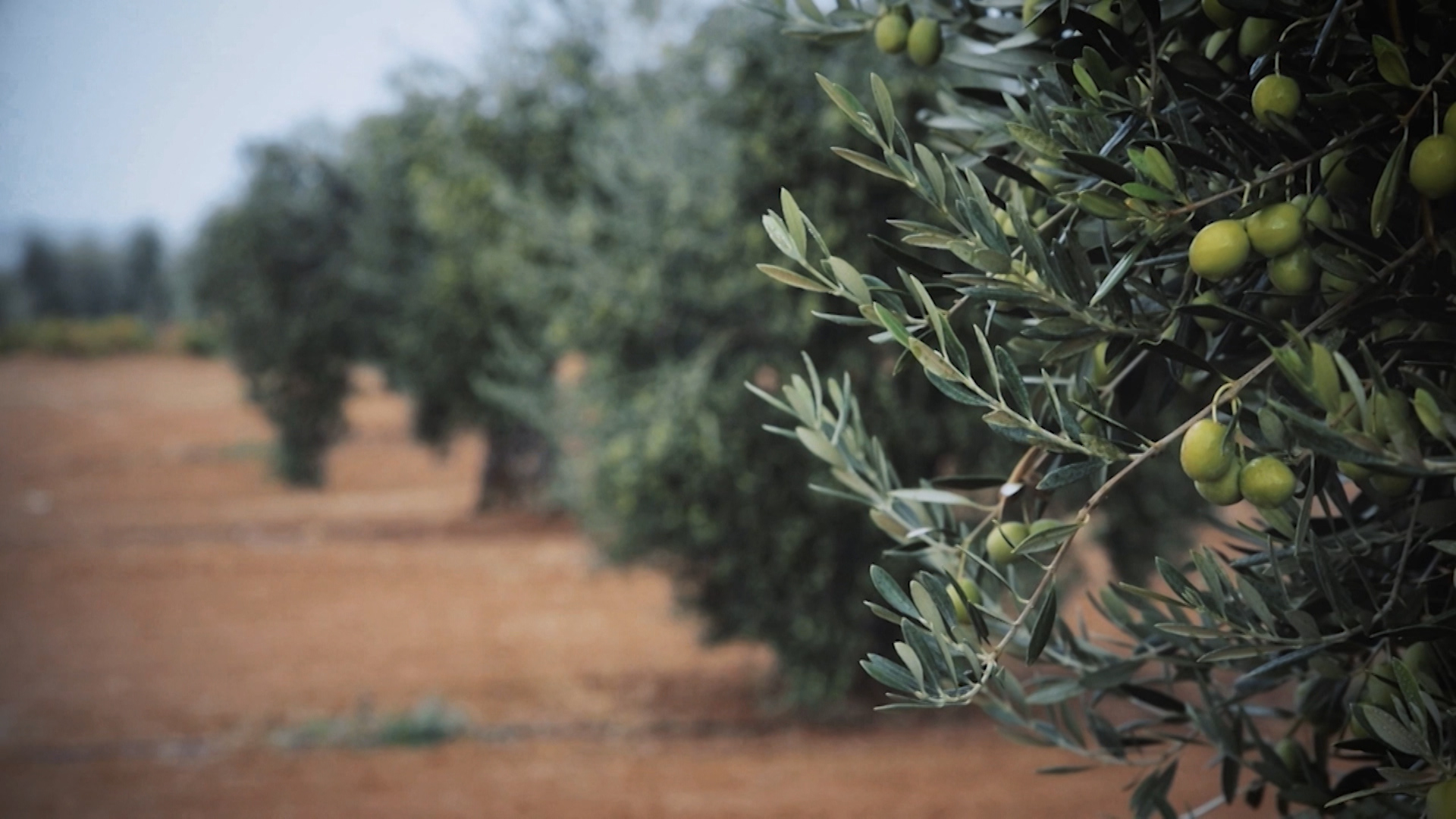 Olivos ecológicos con aceitunas
