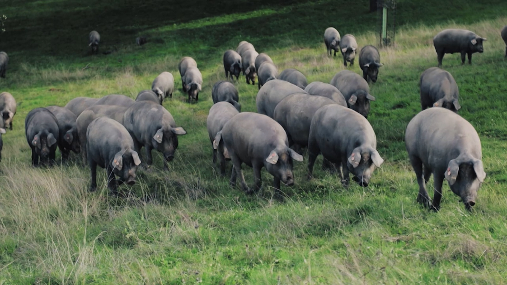 Cerdos ibéricos en montanera