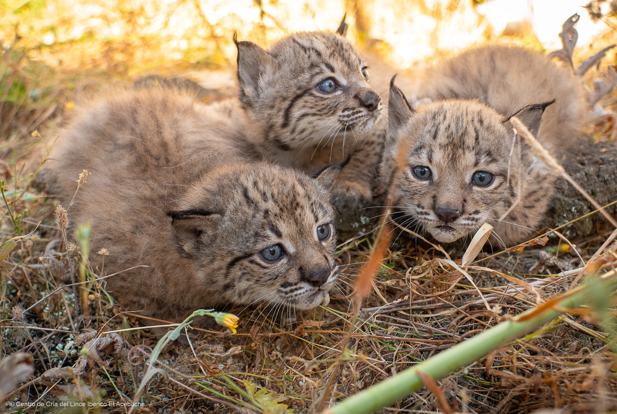 LINCES