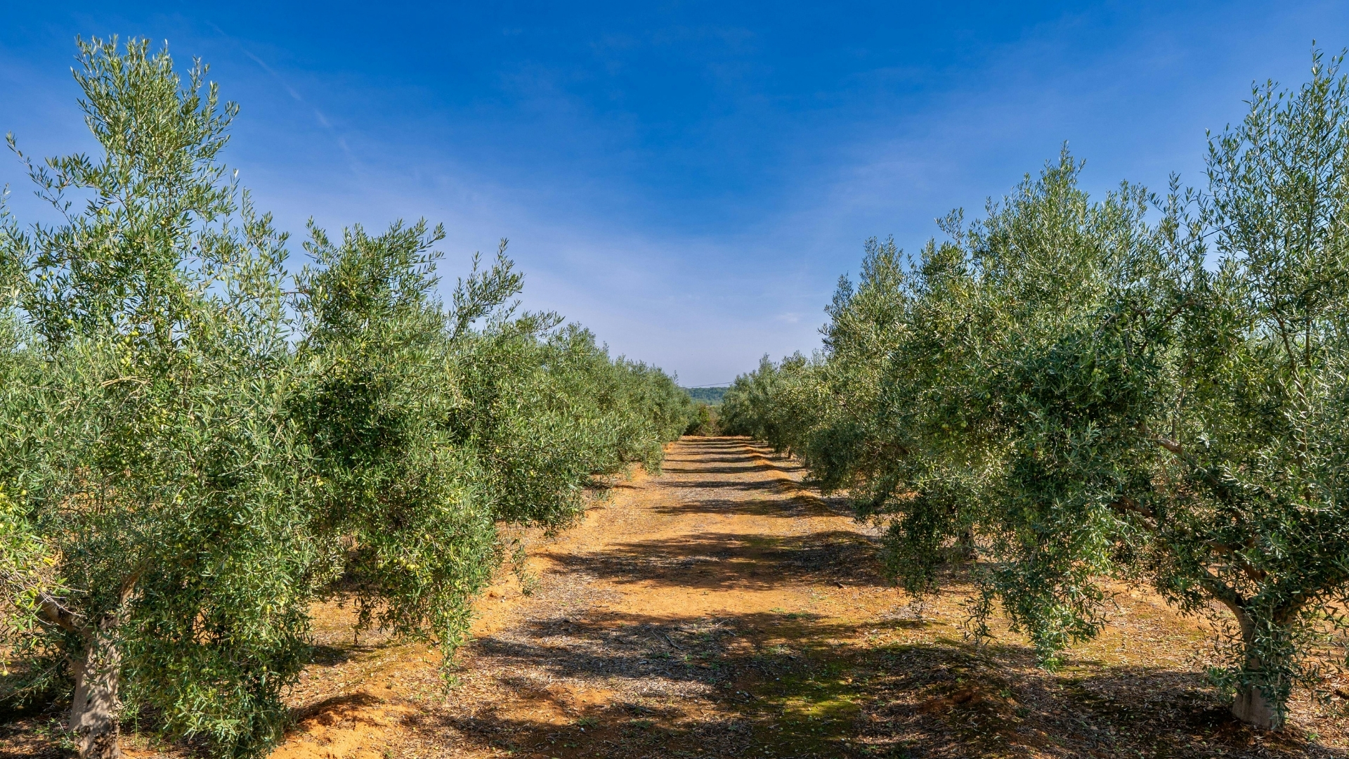 Olivar superintensivo