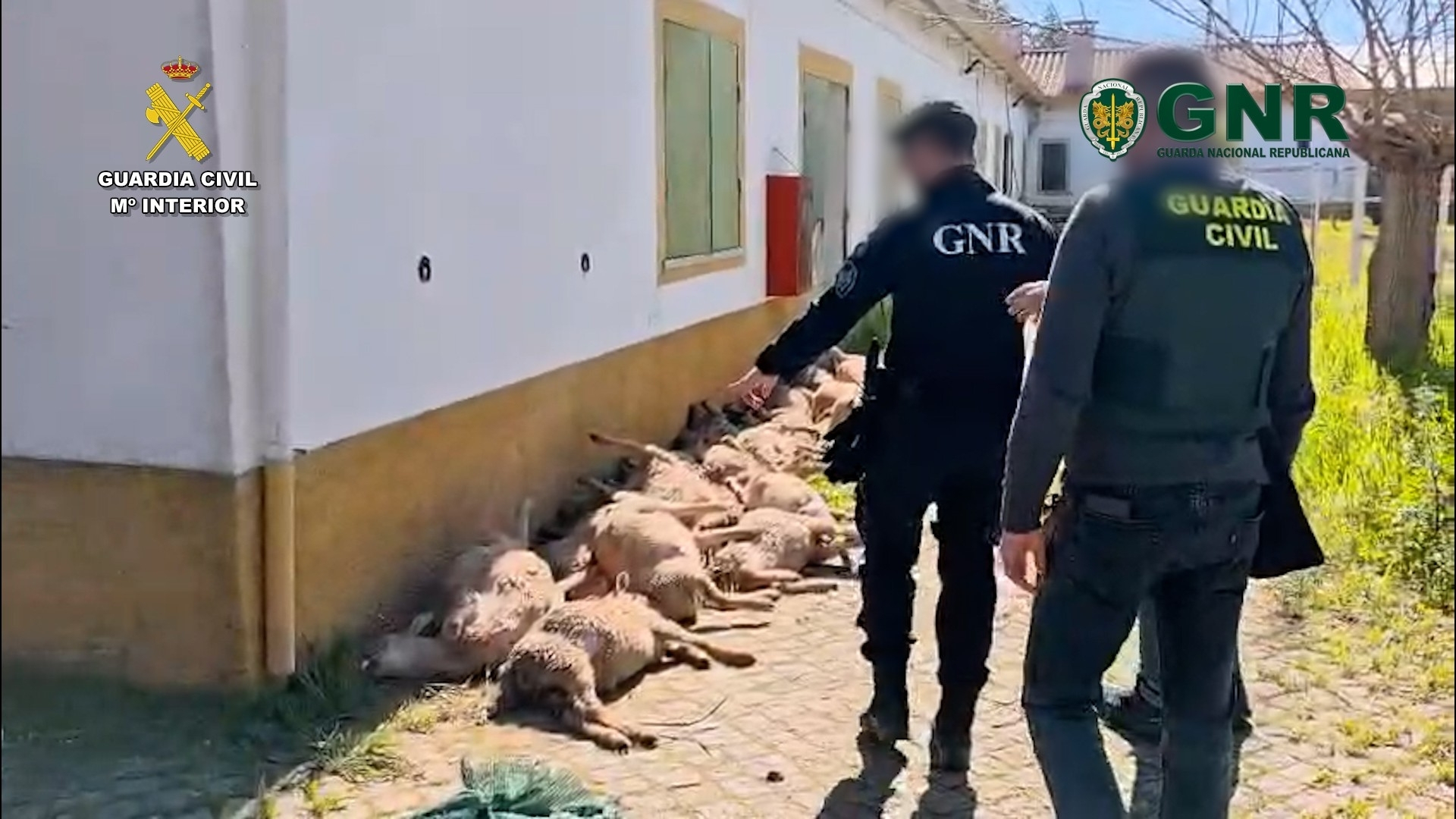'Operación Envernizo', grupo delictivo dedicado al robo de ganado ovino