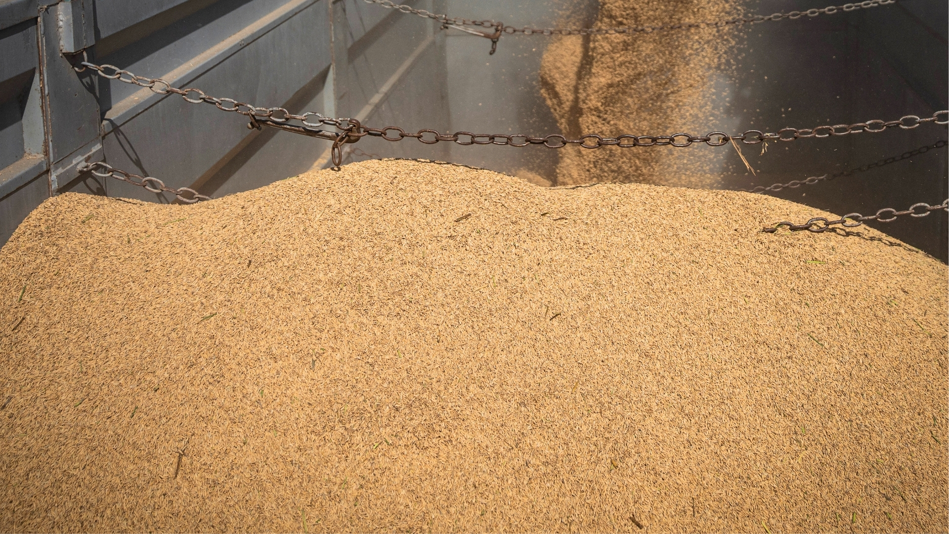 Máquinas agrícolas recolectando arroz