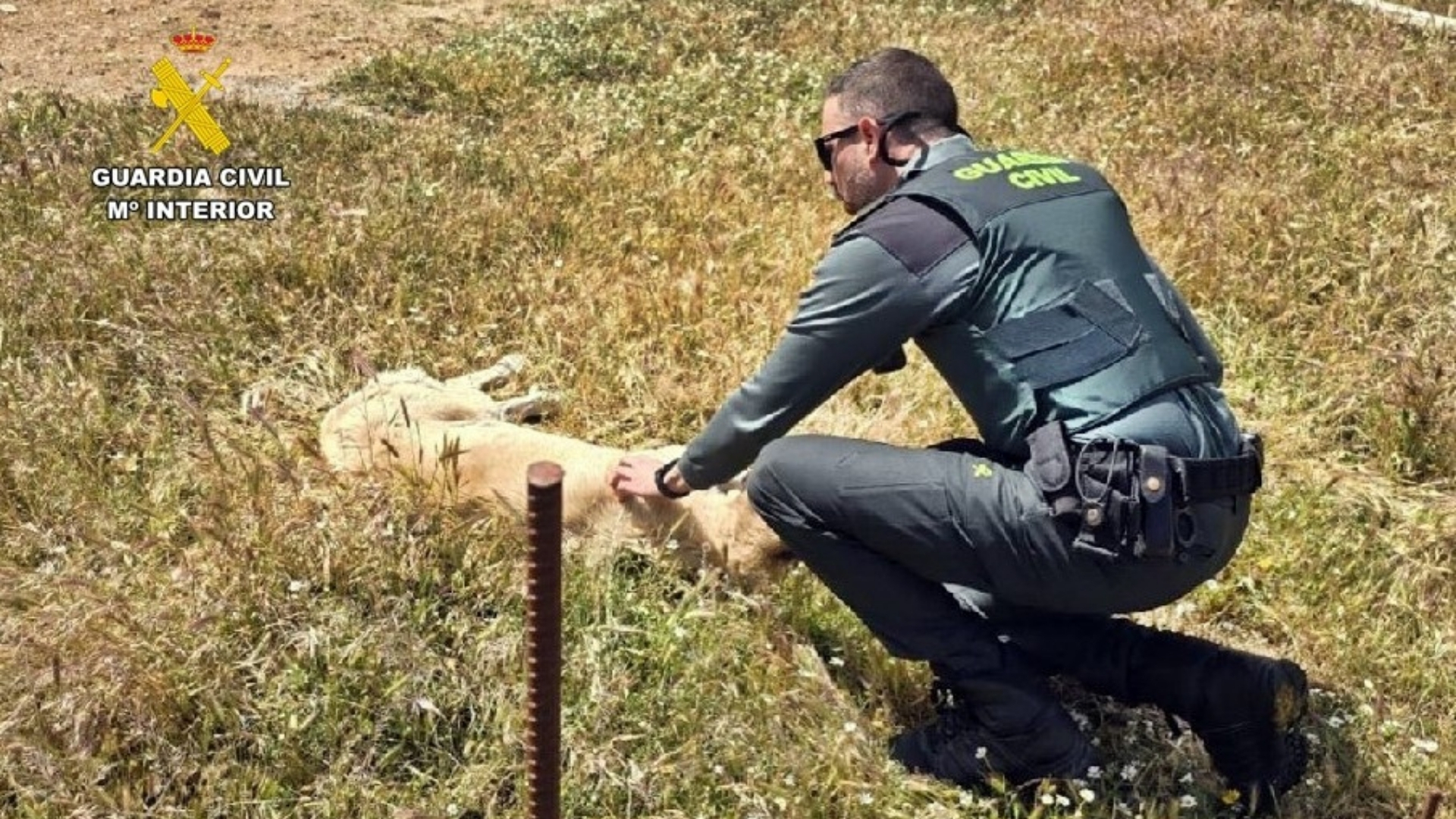 Investigación maltrato animal