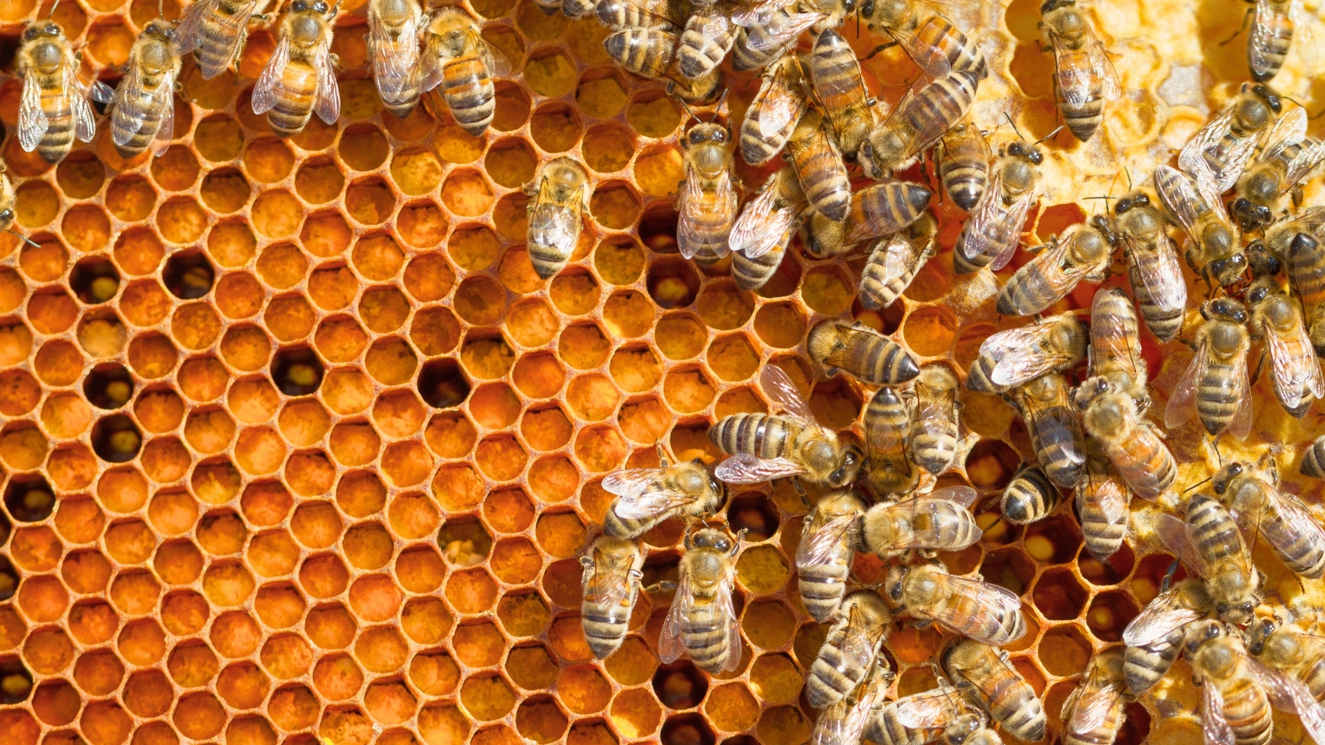 Abejas. Apicultura. Cosecha de miel