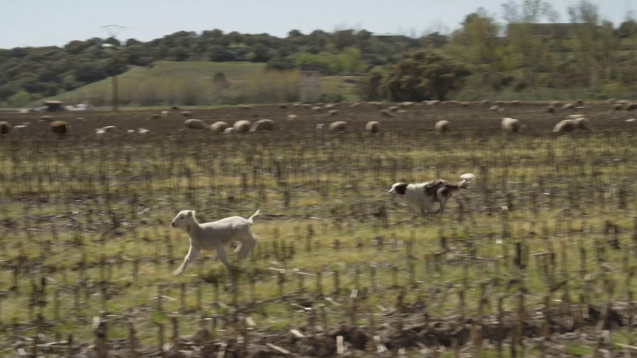 Ovejas pastoreando