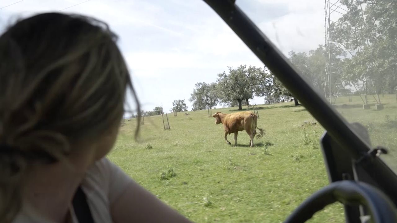 Marifé vigilando a la vaca