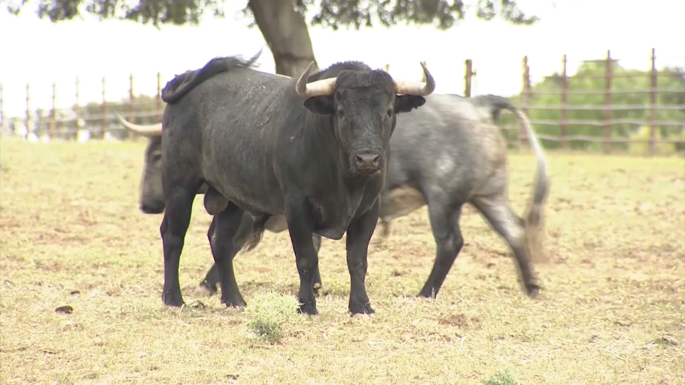 TAUROMAQUIA