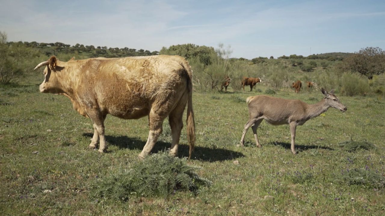 Vaca y cierva preñadas