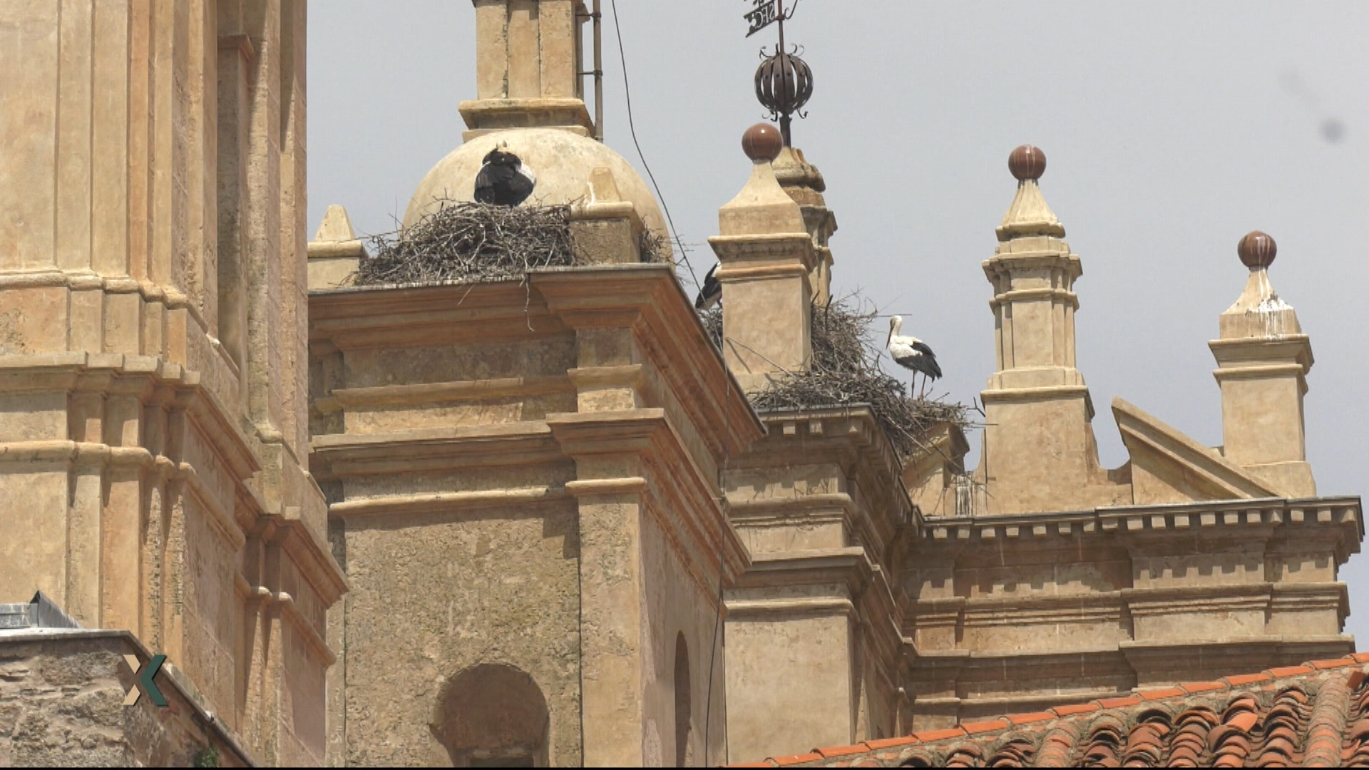 Cáceres llegó a ser una de las capitales de provincia con mayor número de cigüeñas