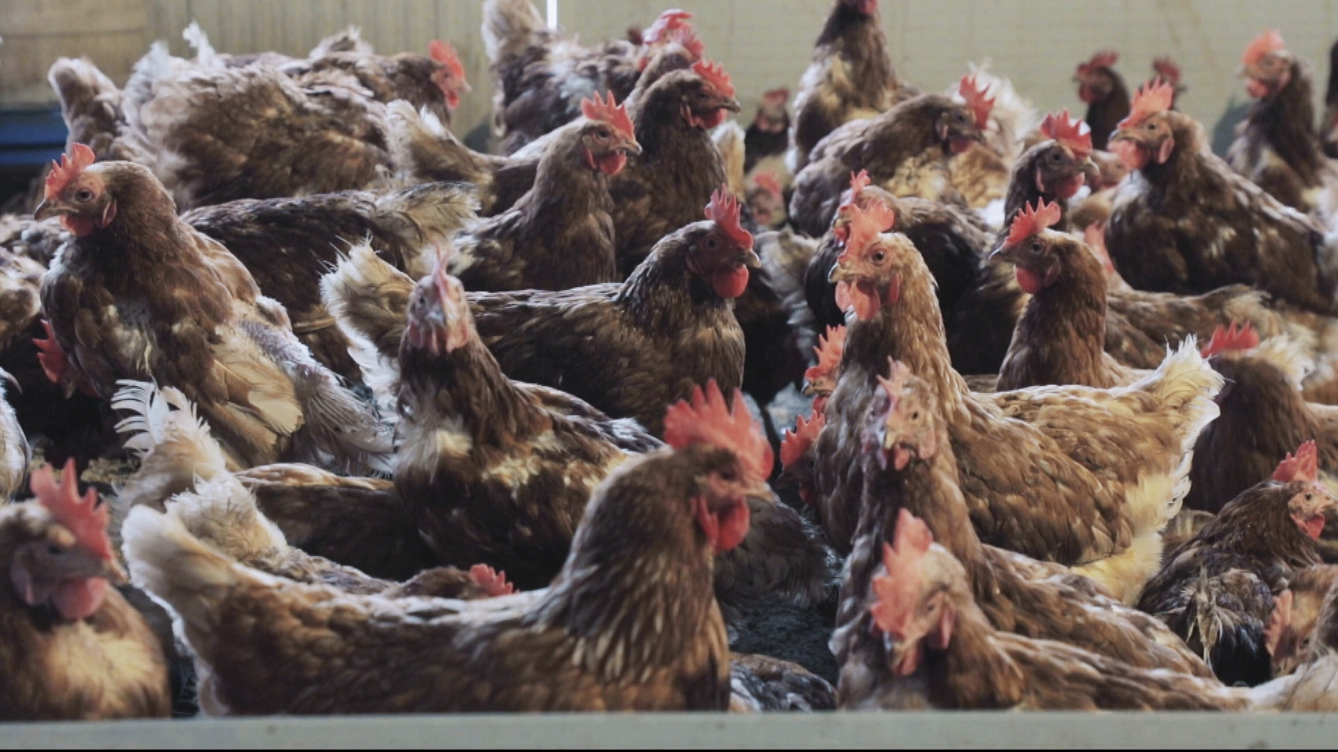 En esta granja de Monterrubio de la Serena cuentan con más de 2000 ejemplares de gallinas, entre rojas ponedoras y azul extremeña