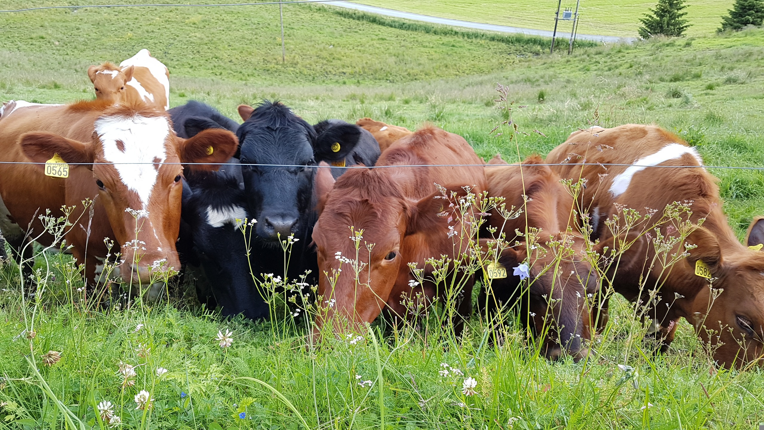 vacas pastando