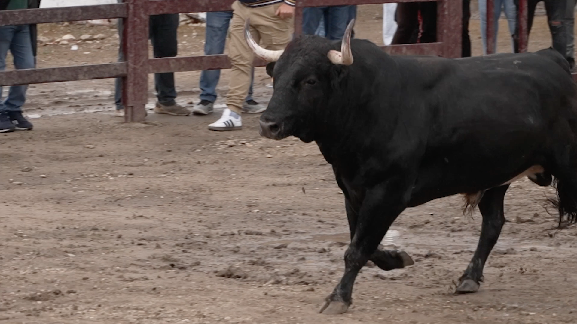 Puebla de Argeme, Toros populares, Tierra de Toros, Canal Extremadura, Juan Bazaga