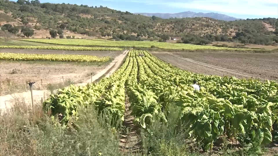 Plantación de tabaco en el norte de Extremadura