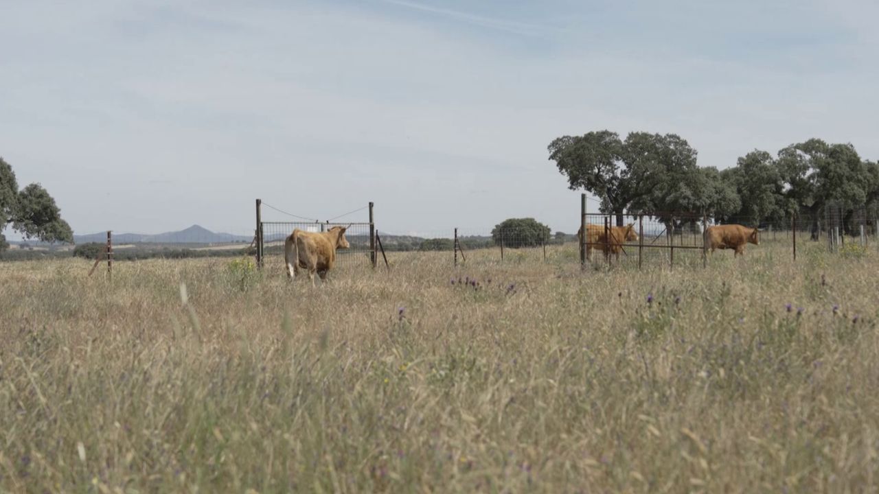 Vacas en Los Canchales