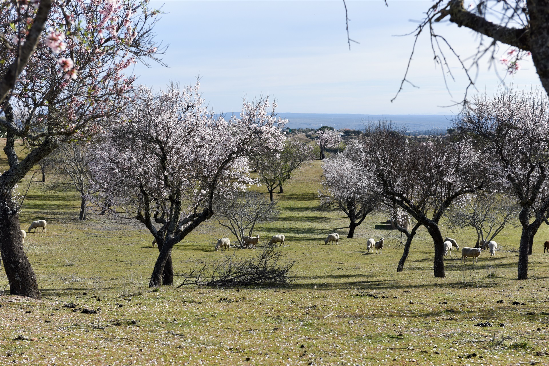 AYUDAS DE LA PAC