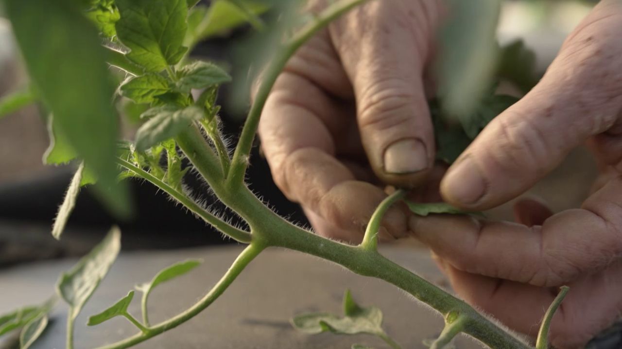 Tomates injertados