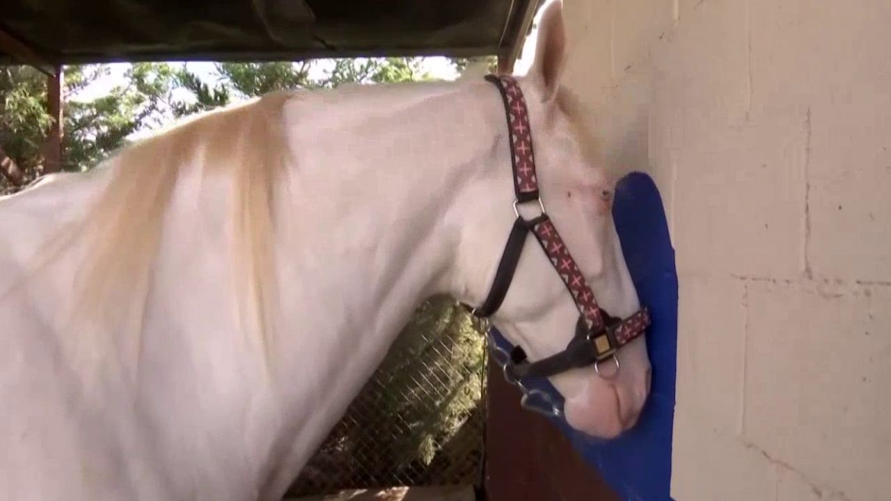 CABALLOS